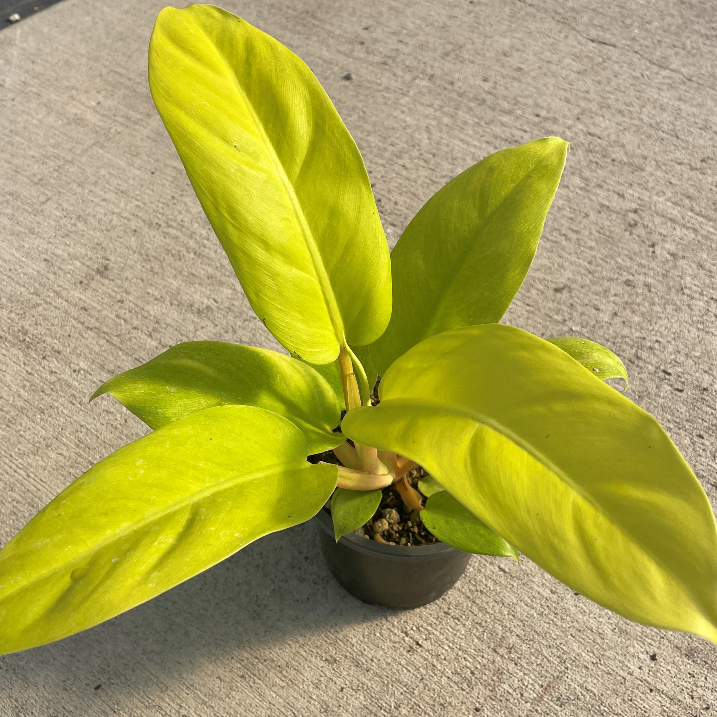 Philodendron 'Malay Gold' - Golden Goddess Hybrid (4.5" Pot) | Little  Prince of Oregon Nursery