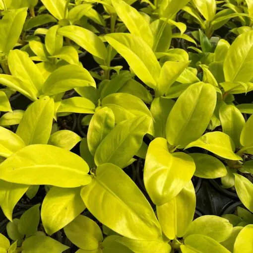 Philodendron 'Malay Gold' - Golden Goddess Hybrid (4.5" Pot) | Little  Prince of Oregon Nursery