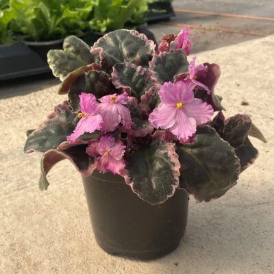 Saintpaulia 'Wrangler's Dixie Celebration' - African Violet (4.5" Pot)