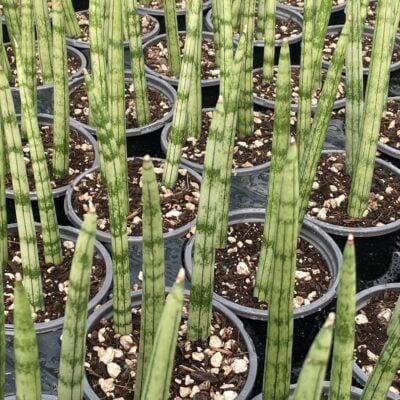 Sansevieria cylindrica - African Spear Plant (4.5" Round)