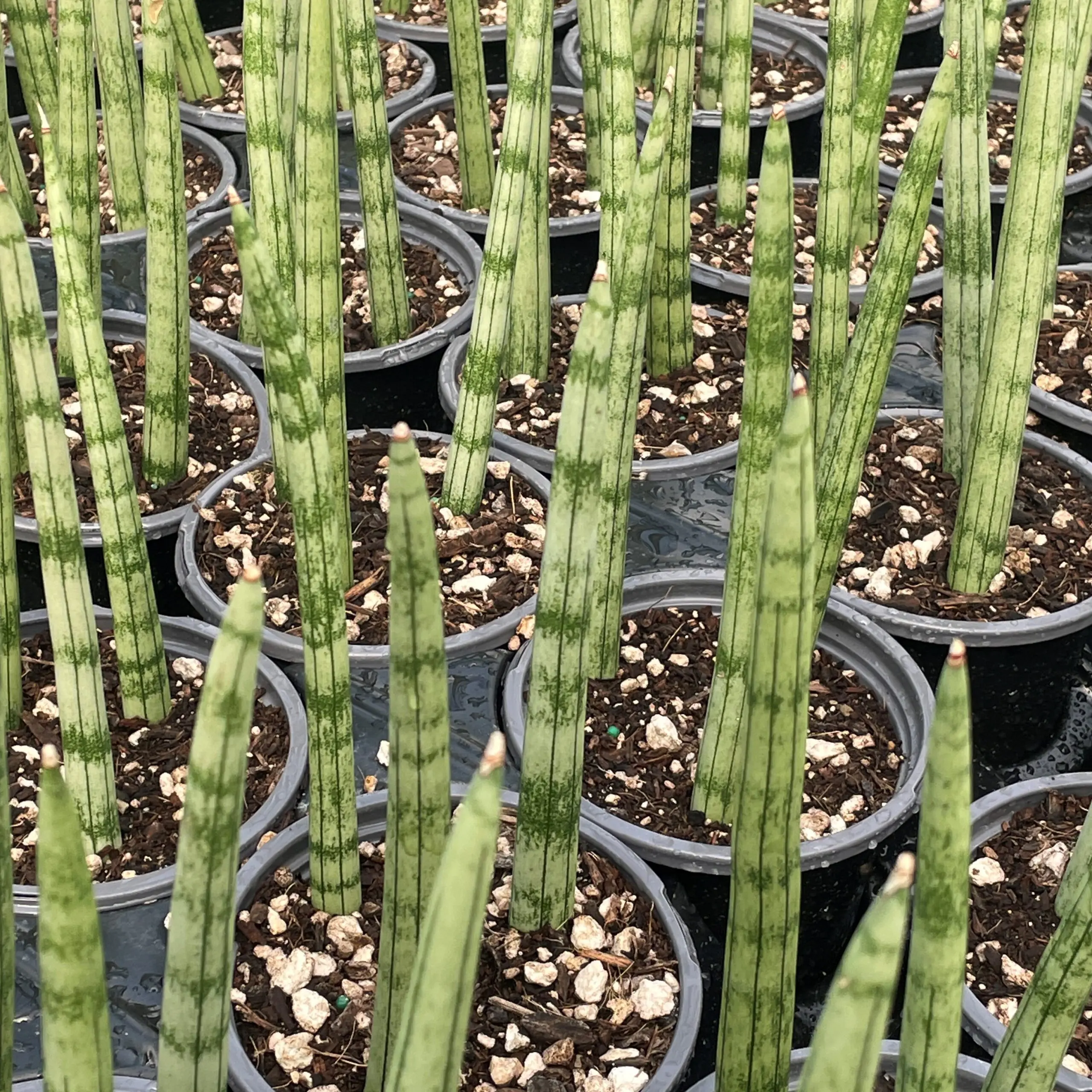 sansevieria futura robusta Sansevieria 'Futura Robusta'