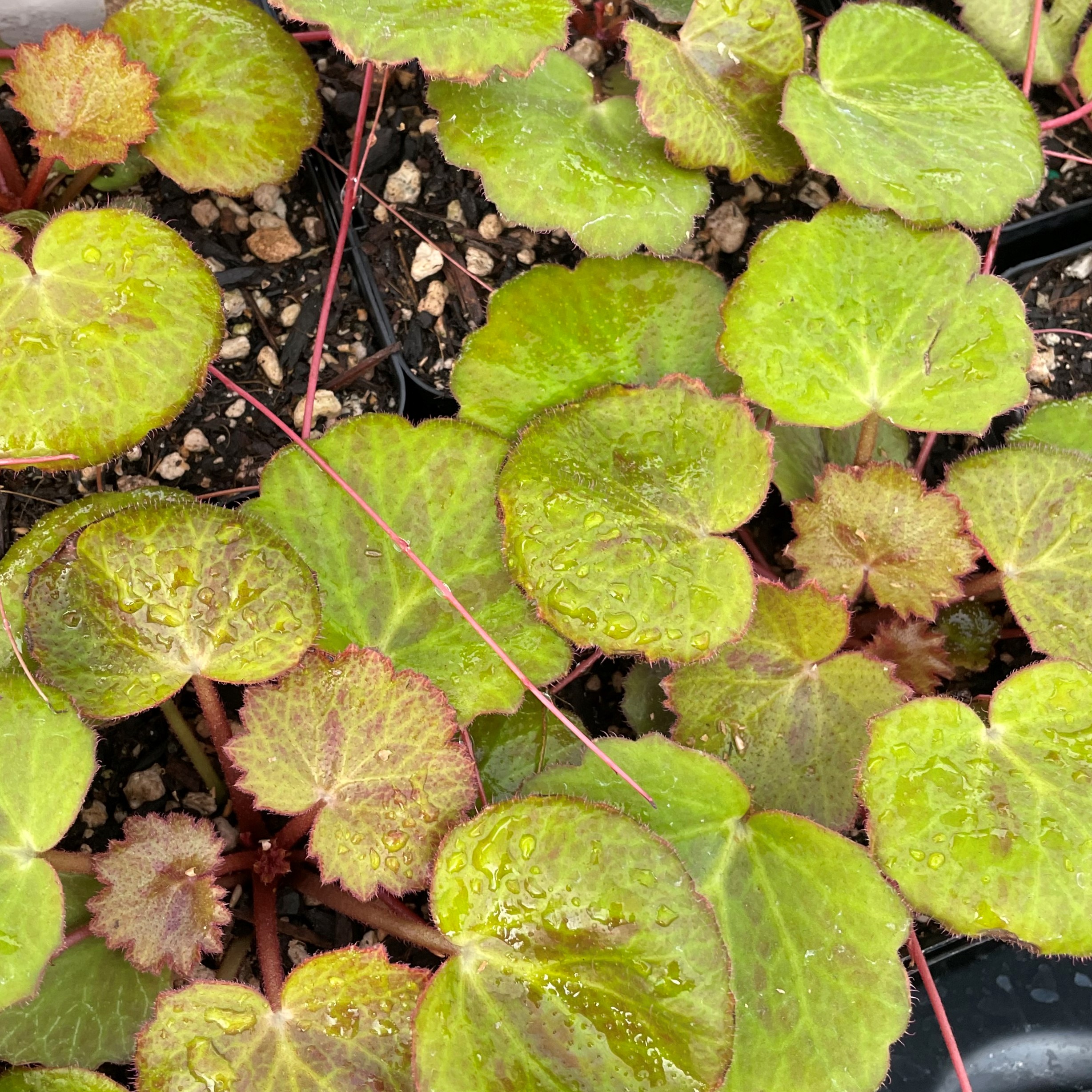 Saxifraga stolonifera 'Harvest Moon'- Strawberry Geranium (3.5" Pot) - Image 3