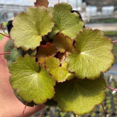 Saxifraga stolonifera 'Harvest Moon'- Strawberry Geranium (3.5" Pot)