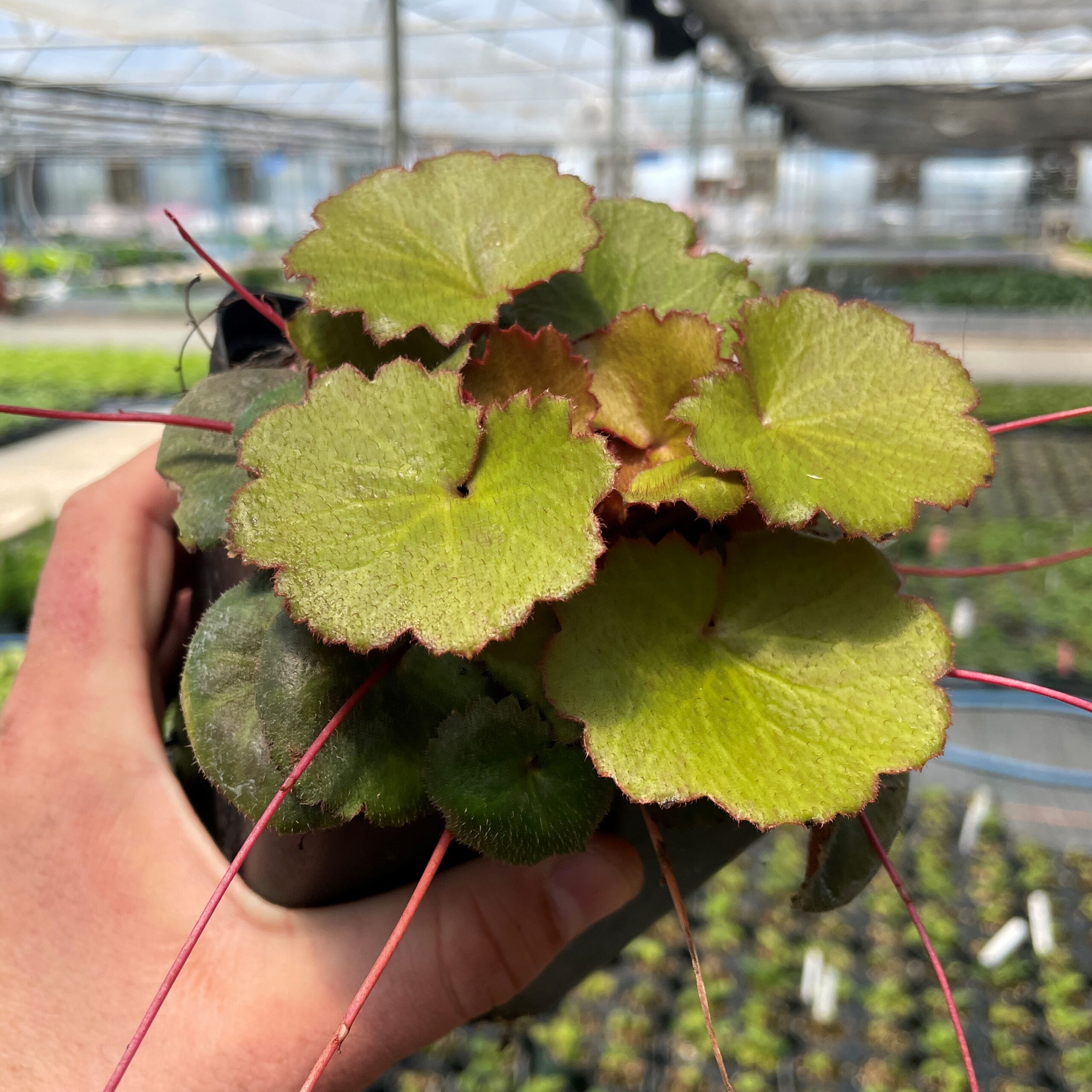 Saxifraga stolonifera 'Harvest Moon'- Strawberry Geranium (3.5" Pot) - Image 2