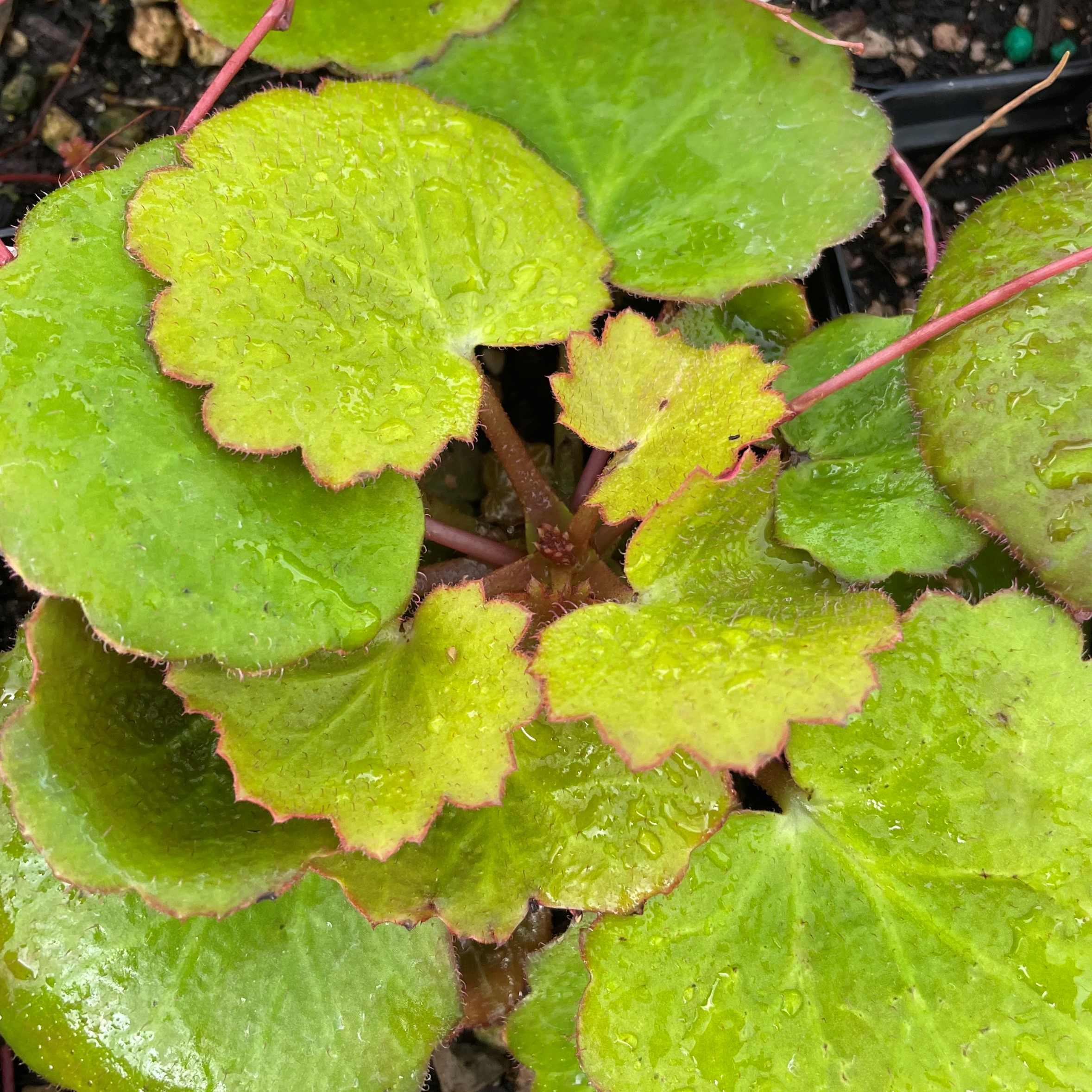 Saxifraga stolonifera 'Harvest Moon'- Strawberry Geranium (3.5" Pot) - Image 4
