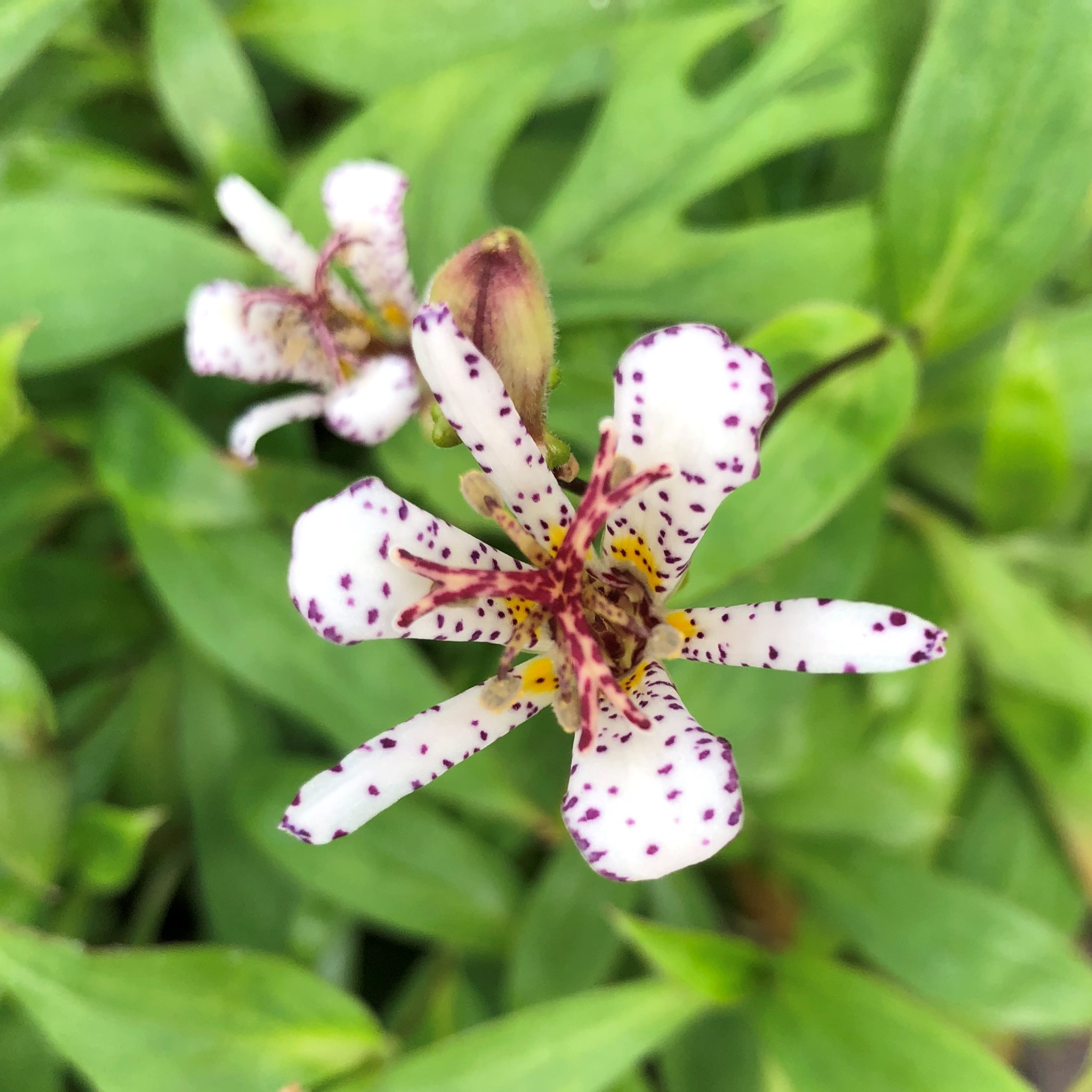 lily LILY LONGI. WHITE TRIUMPH 80cm 2+ | Wholesale Dutch Flowers