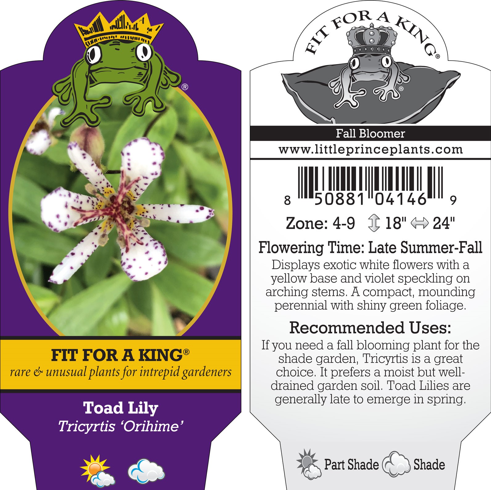 Tricyrtis 'Orihime' - Toad Lily (4.5