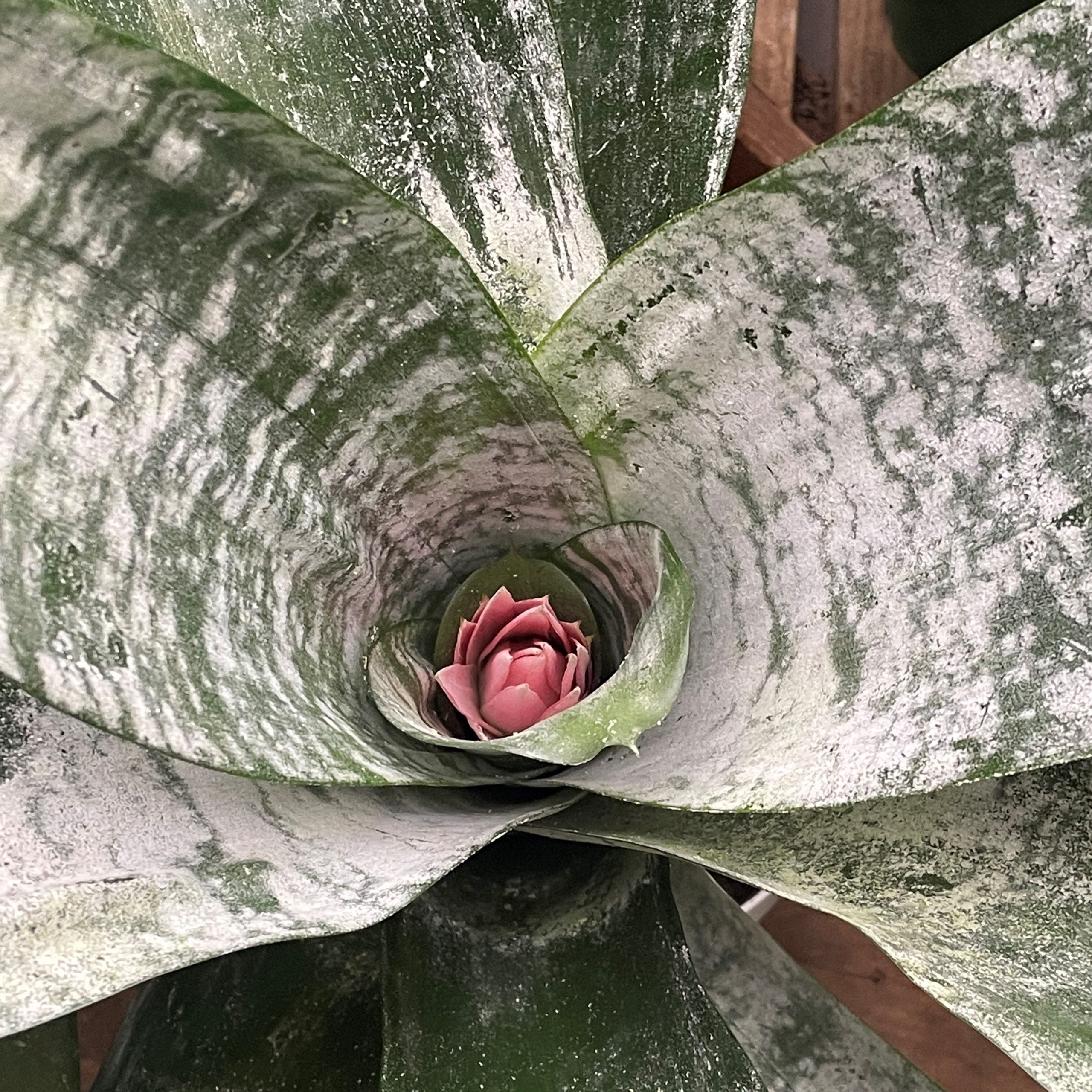 Aechmea fasciata 'Primera' - Urn Plant (4.5" Pot) - Image 2