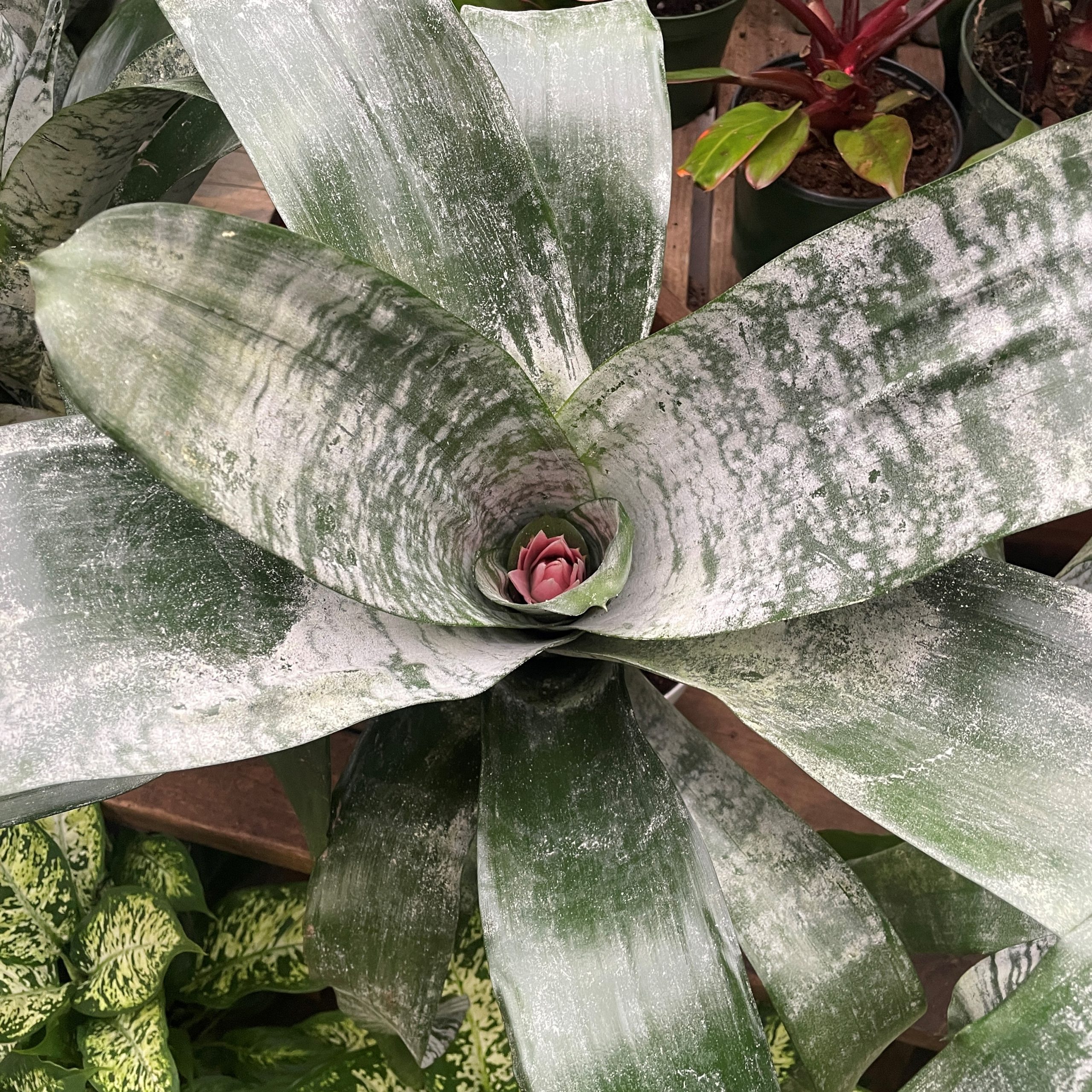 Aechmea fasciata 'Primera' - Urn Plant (4.5" Pot) | Little Prince of Oregon  Nursery