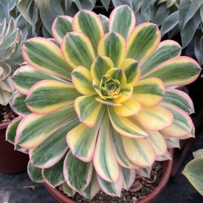Aeonium 'Sunburst' - Copper Pinwheel Succulent (2" Pot)