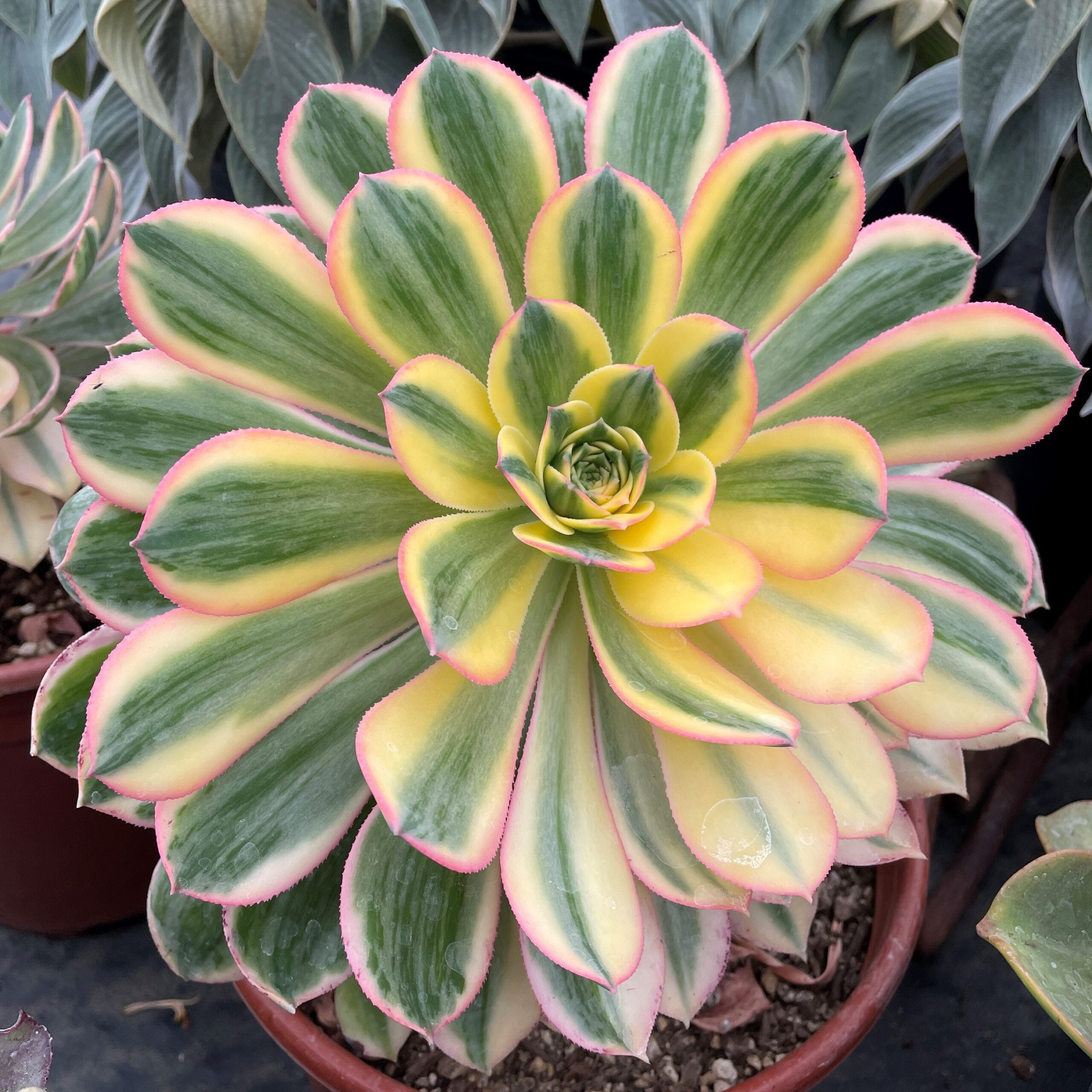 Aeonium-Sunburst-Succulents-