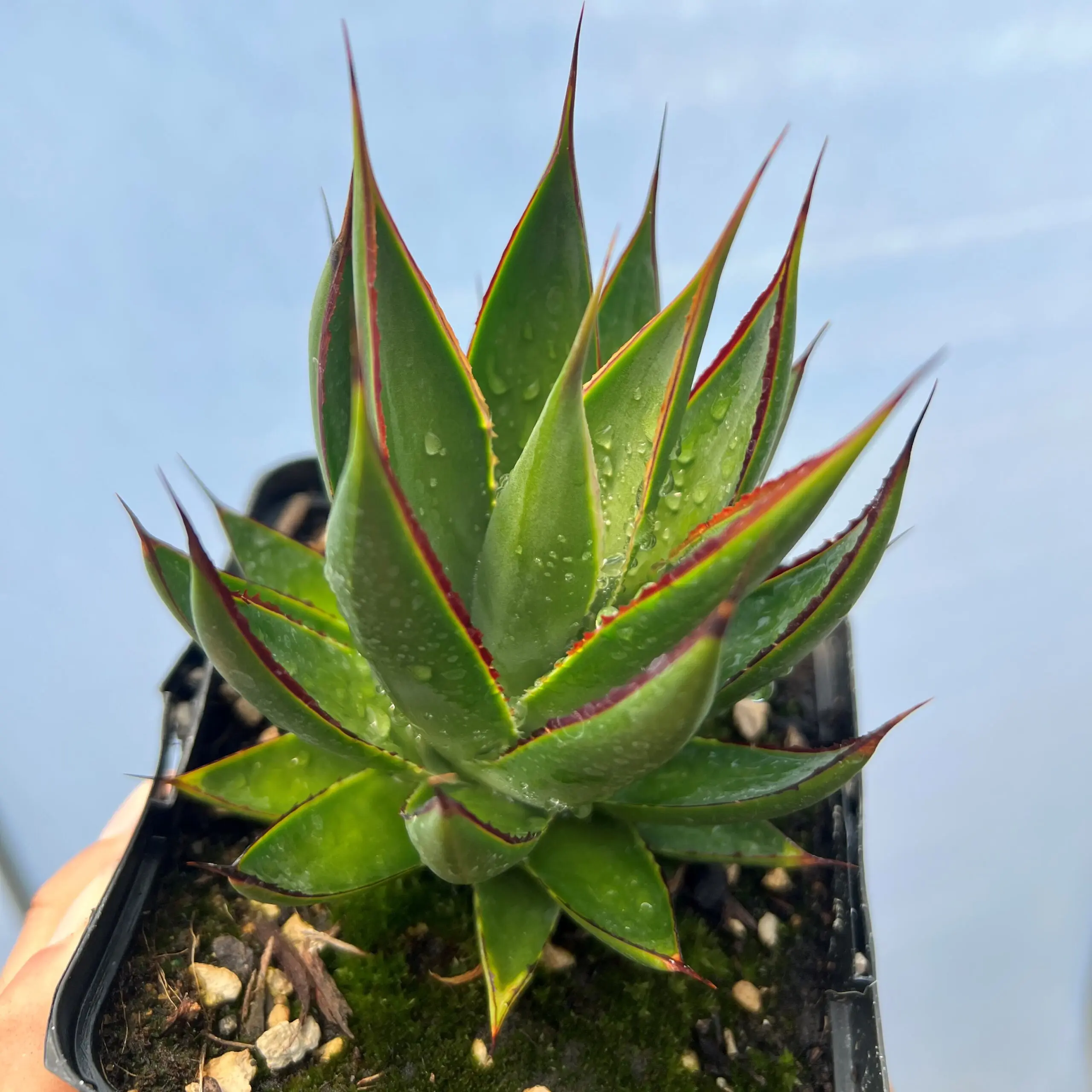 Agave 'Green Glow' - Century Plant (4.5