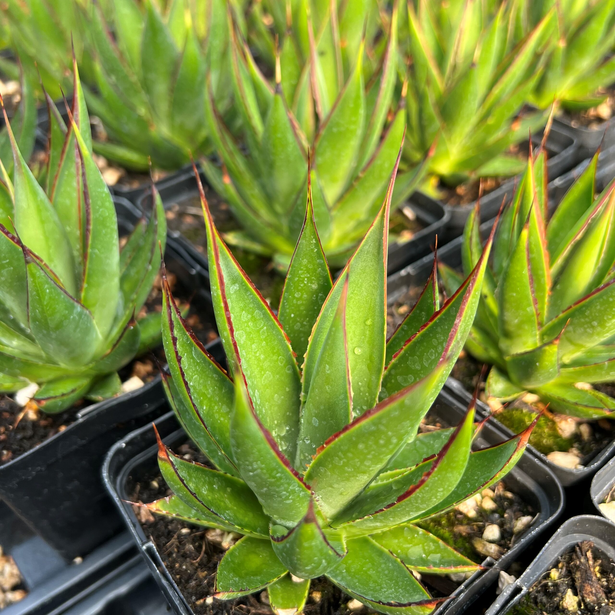 Agave 'Green Glow' - Century Plant (4.5