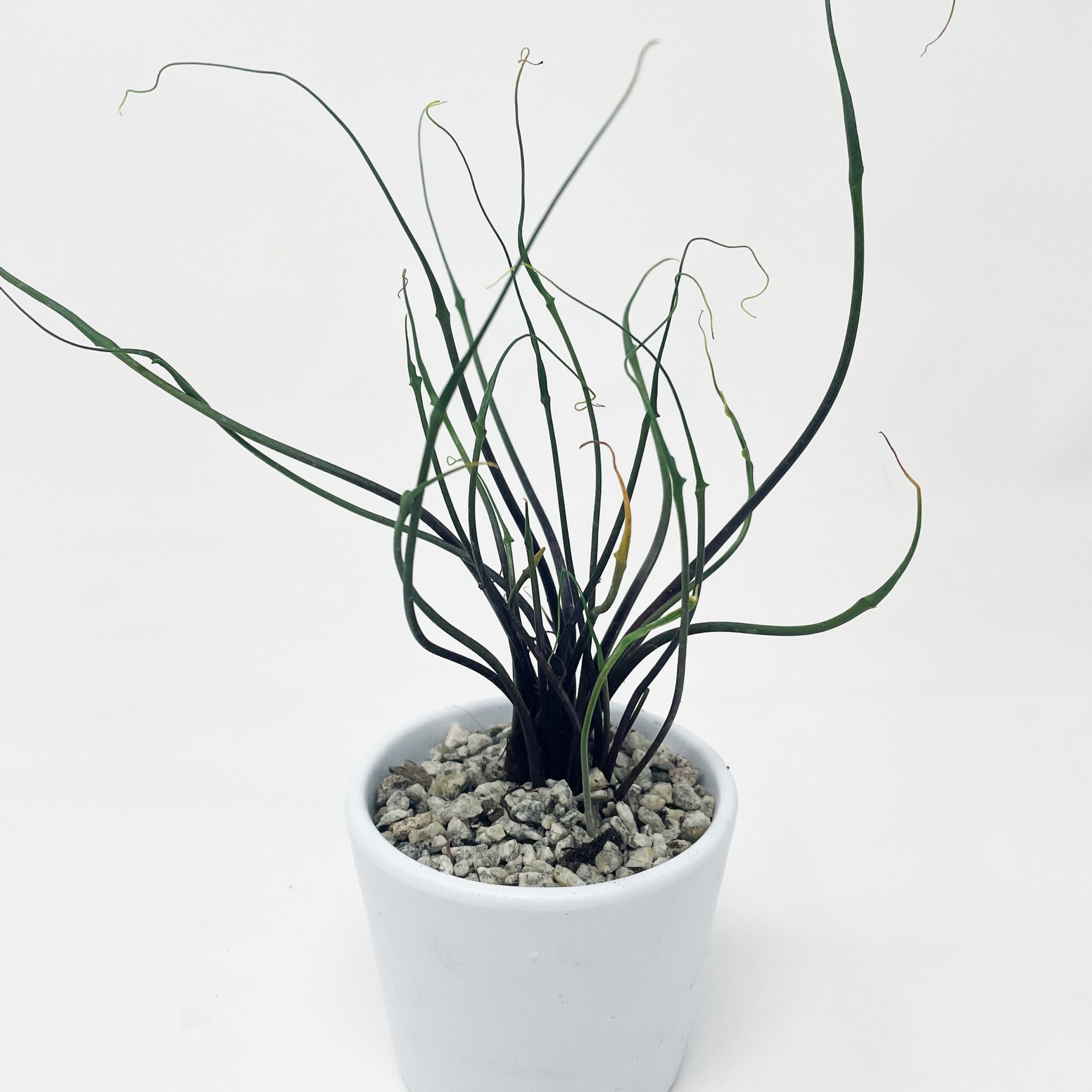 Alocasia 'Flying Squid'