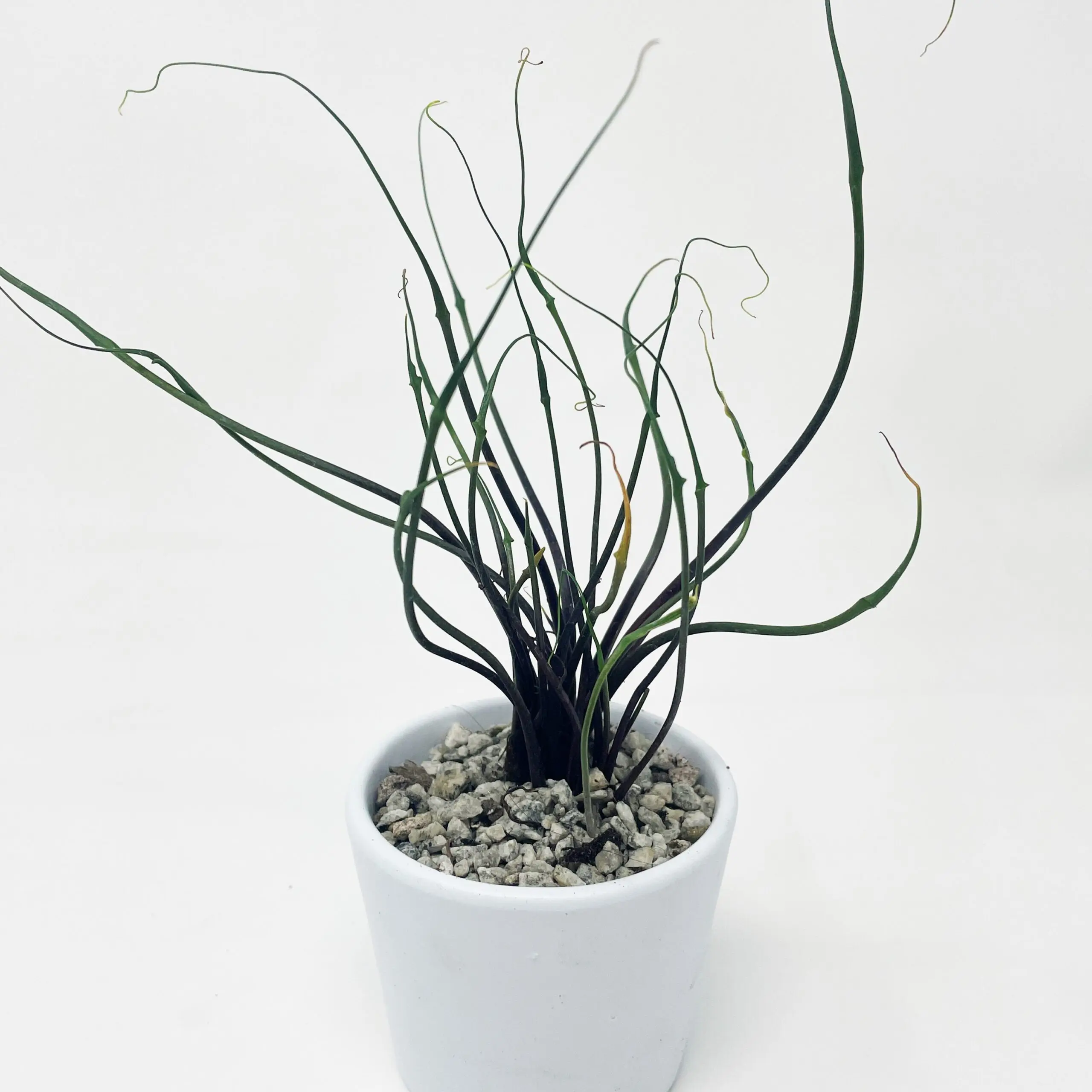 grow your own plant kits Just the Kit – Grow with Gardenuity main image 0
