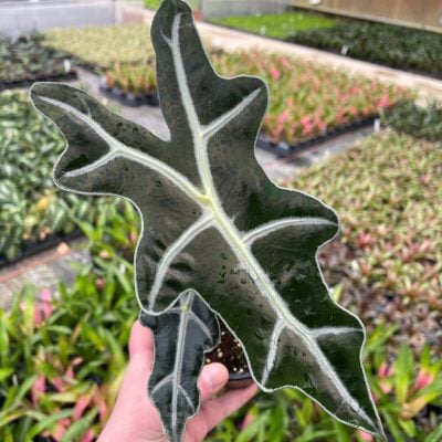Alocasia nobilis - Elephant Ears (4.5" Pot)
