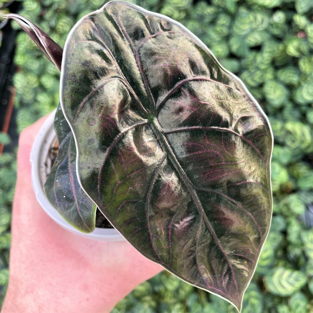 Alocasia azlanii - Jewel Alocasia (4.5