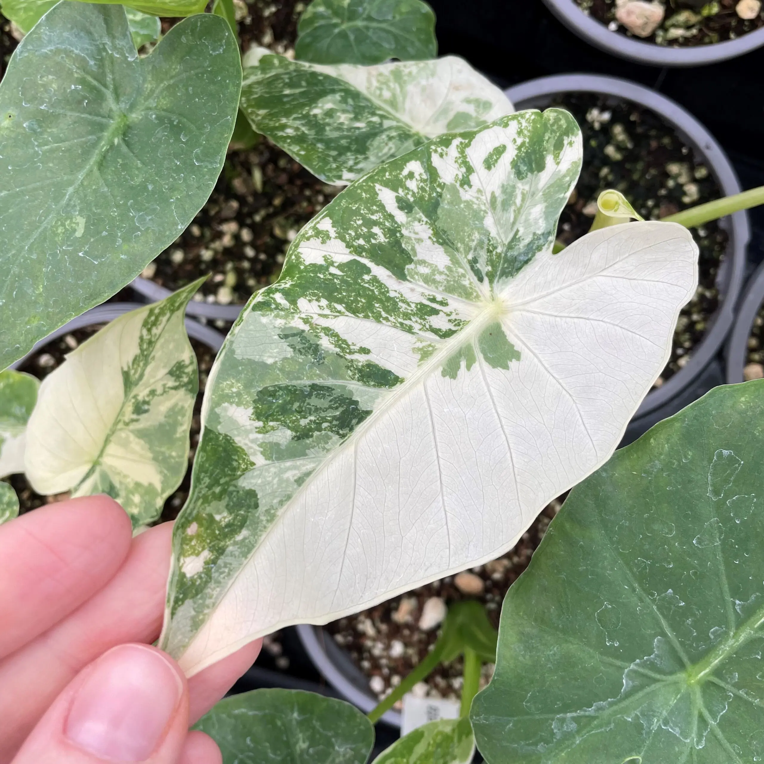 Alocasia macrorrhiza 'Variegata' - Variegated Elephant Ears (4" Pot) |  Little Prince of Oregon Nursery