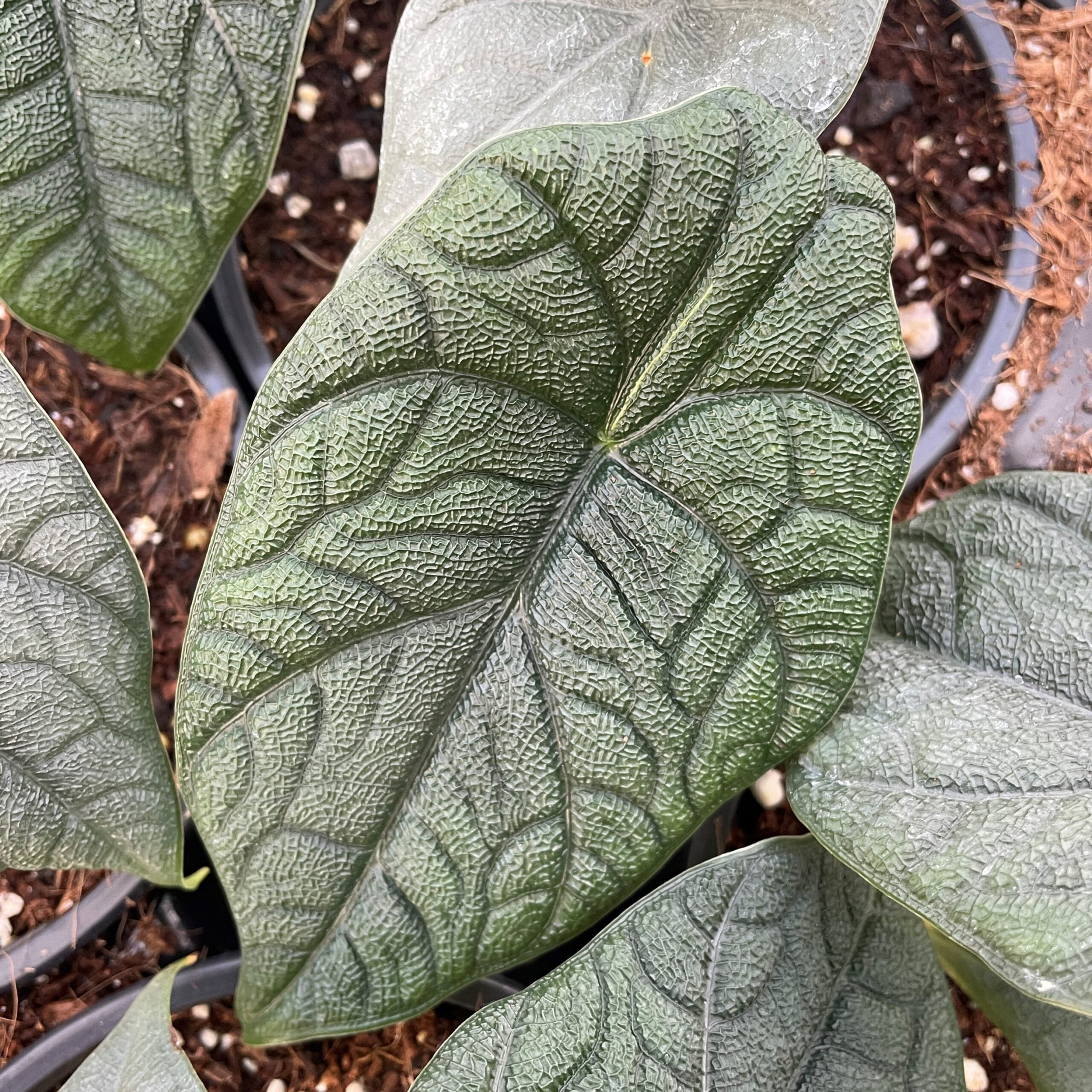 Alocasia maharani - Jewel Alocasia (4.5" Pot)