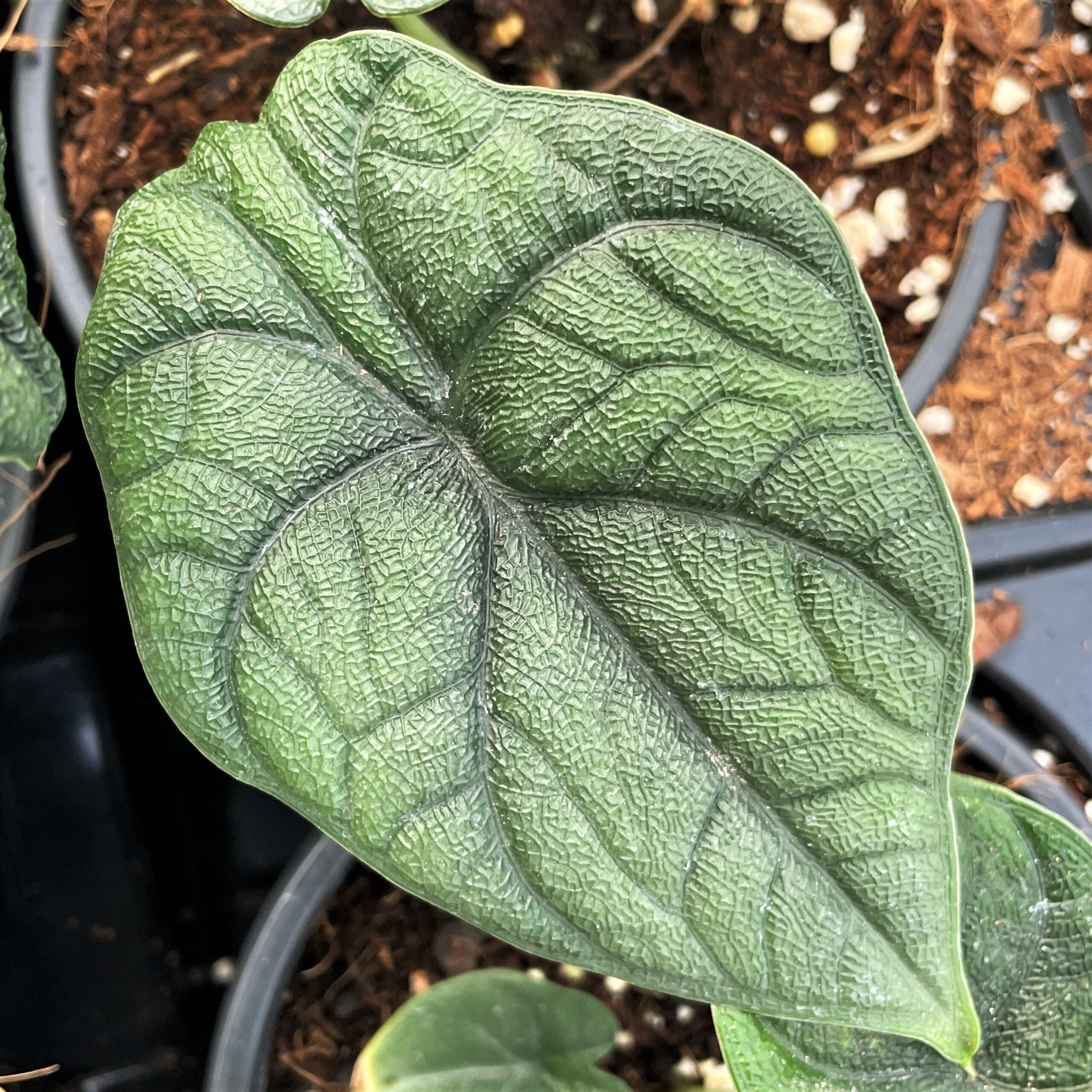 Alocasia maharani - Jewel Alocasia (4.5" Pot) - Image 3