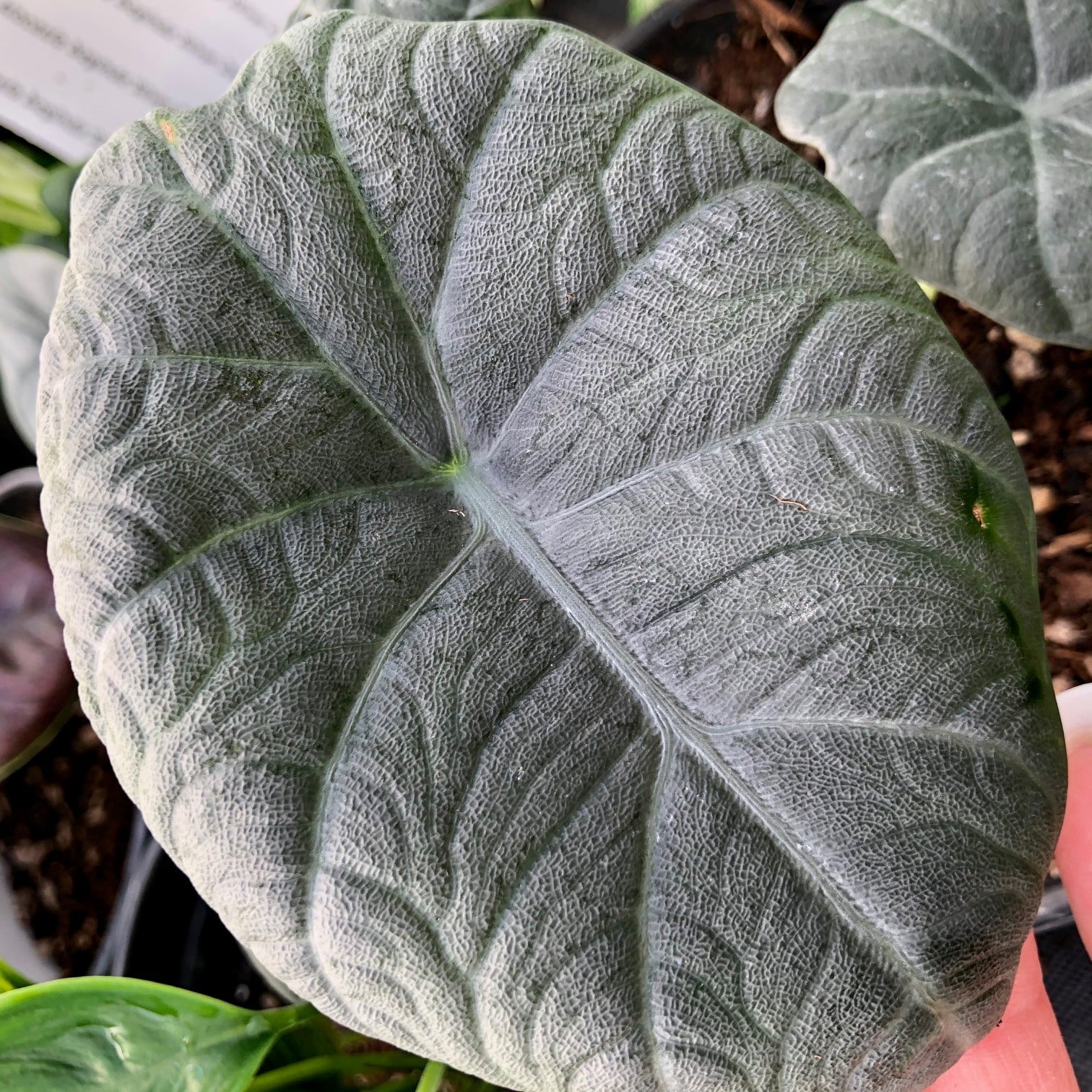 Alocasia maharani - Jewel Alocasia (4.5" Pot) - Image 2