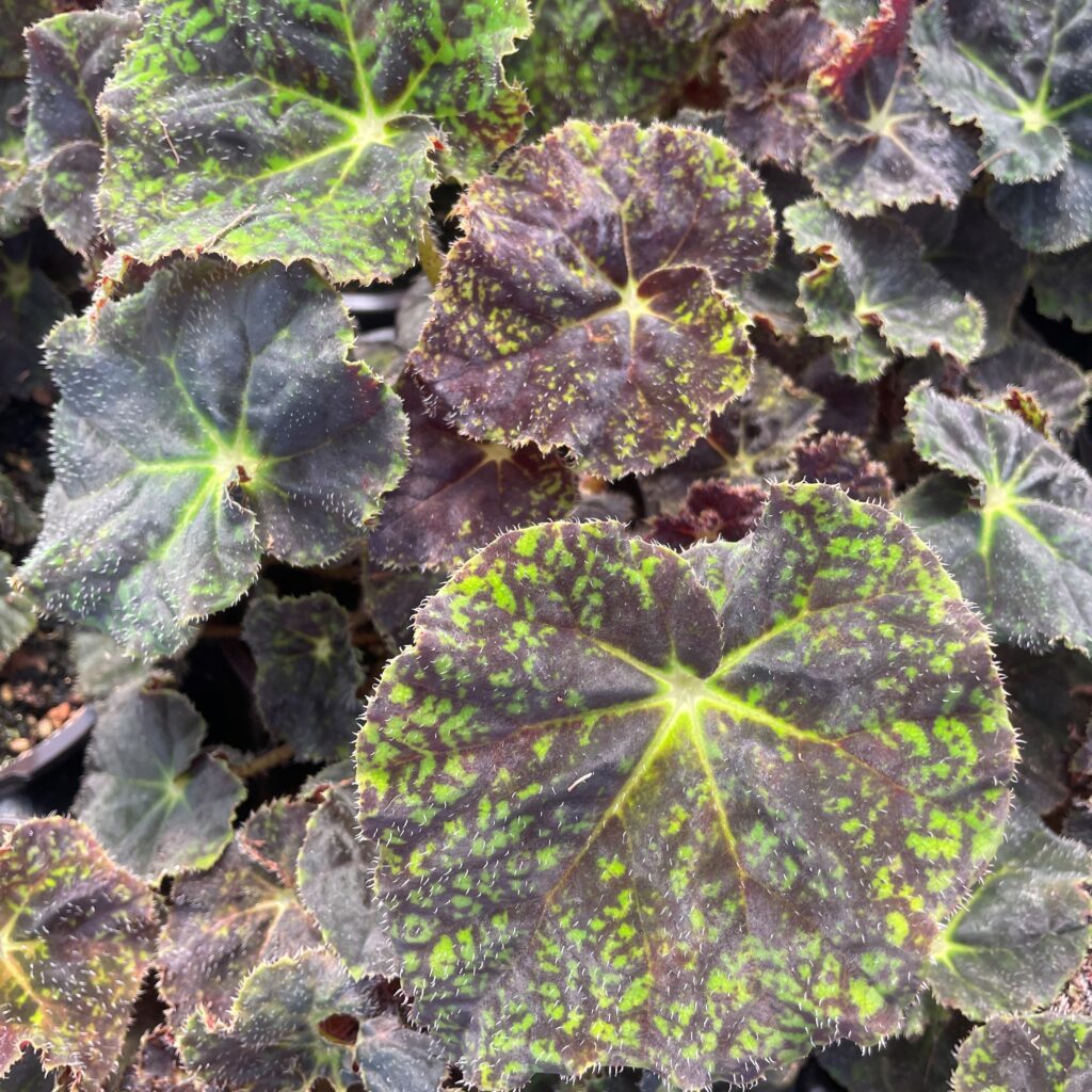 Begonia-Brown-Derby-2-