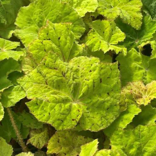 Begonia 'Lime Royale' - Rhizomatous Begonia | Little Prince of Oregon  Nursery