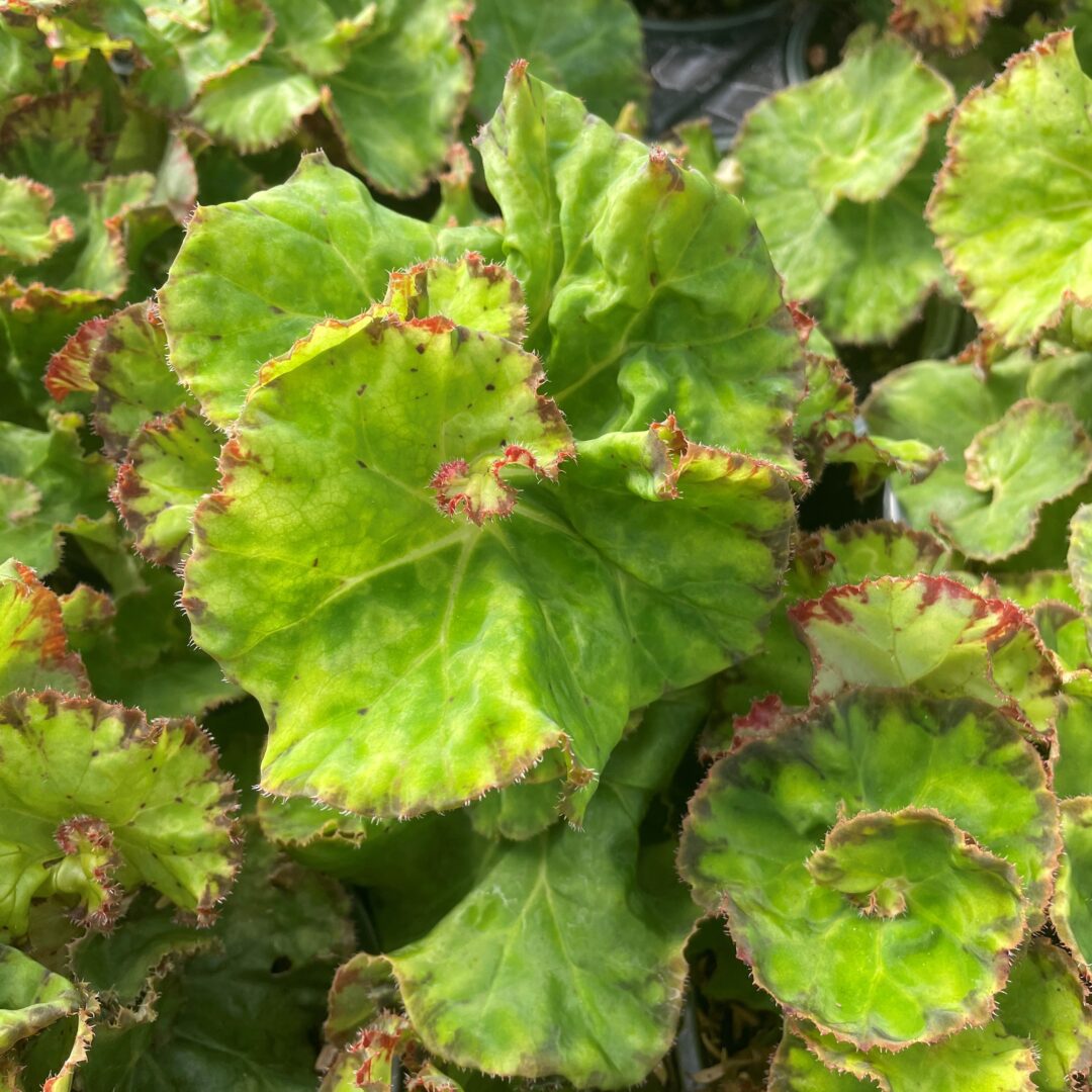 Begonia 'Madame Rarick' - Rhizomatous Begonia | Little Prince of Oregon ...