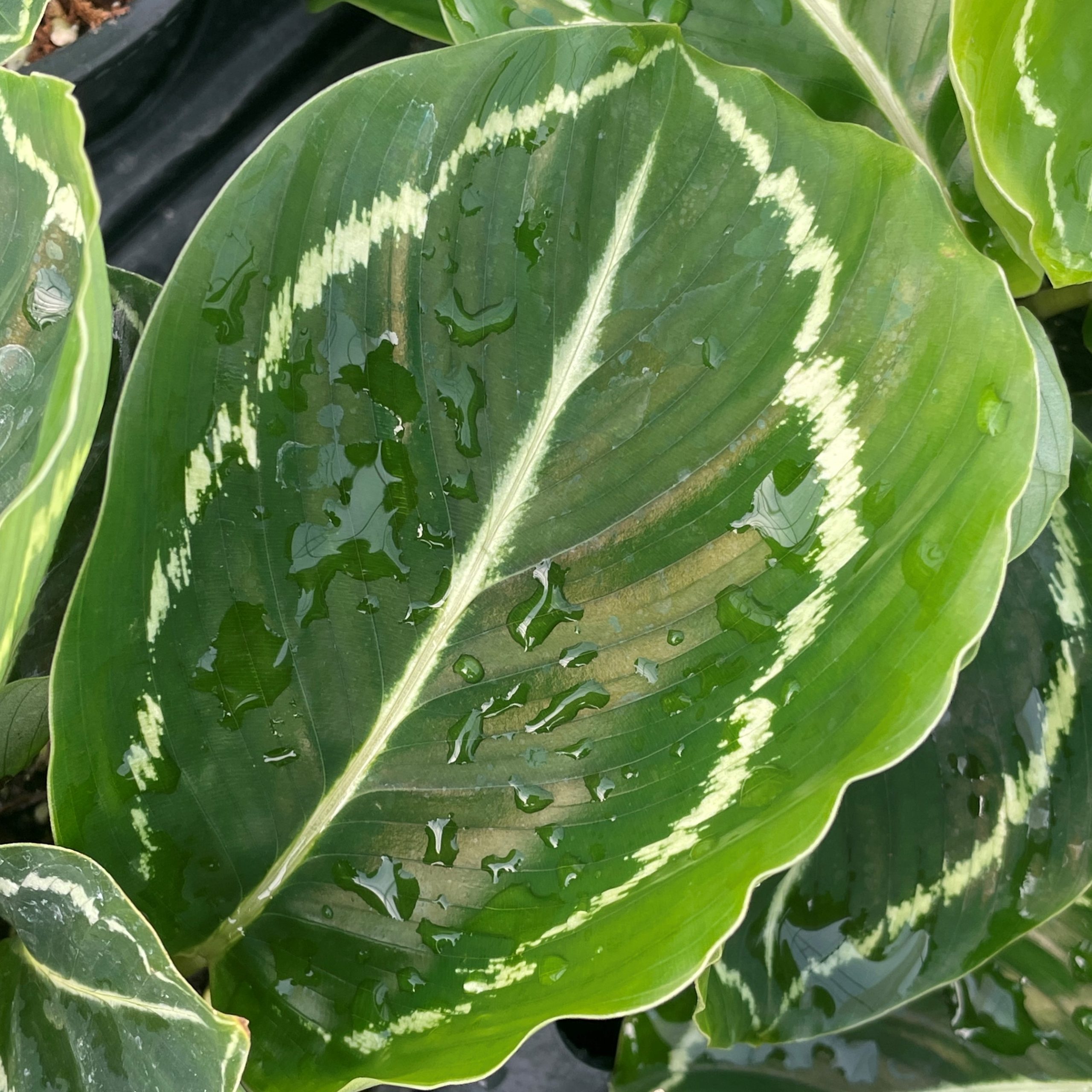 Calathea 'Julia' - Peacock Plant (4.5" Pot) - Image 2