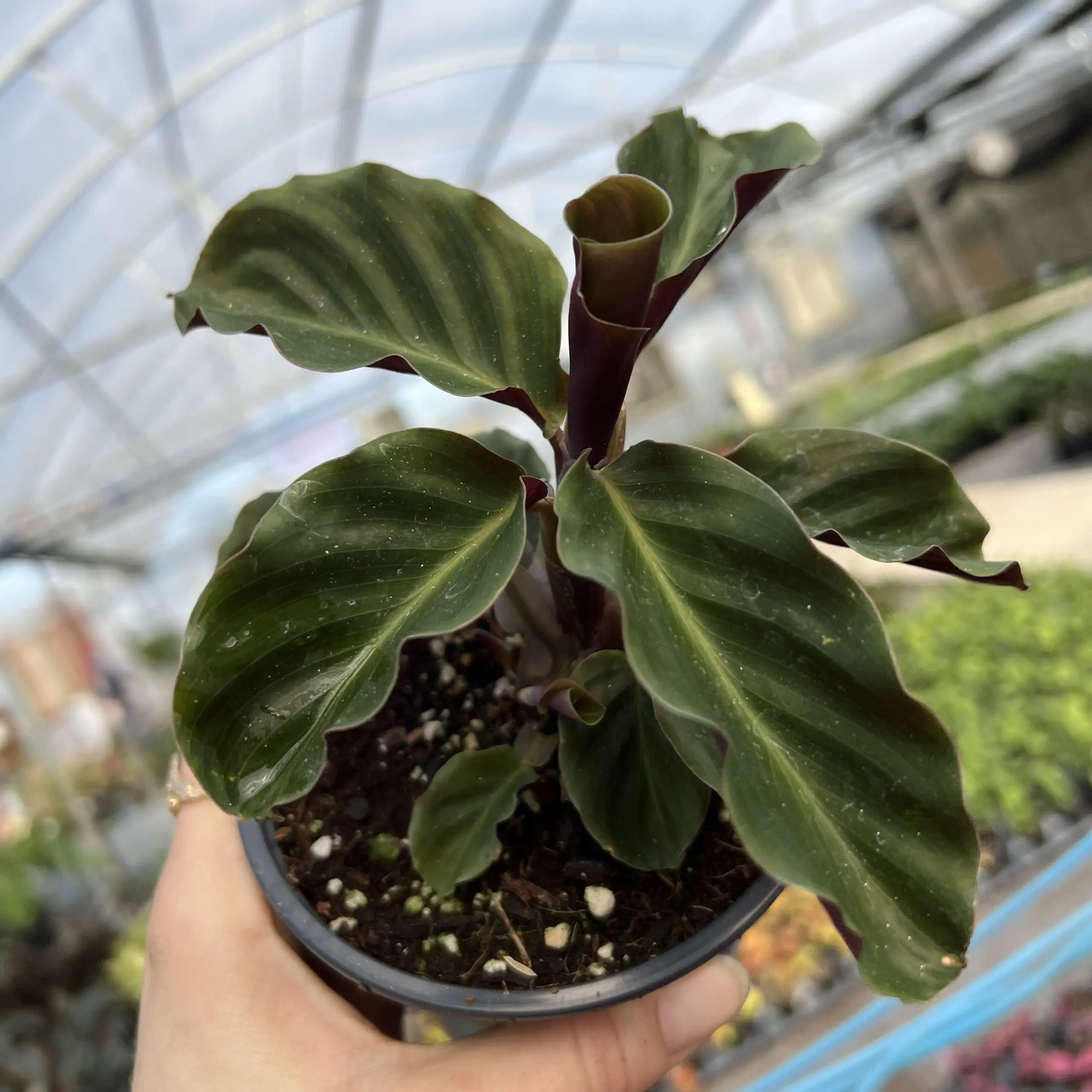 Calathea crocata - Eternal Flame Plant (4.5" Pot) | Little Prince of Oregon  Nursery