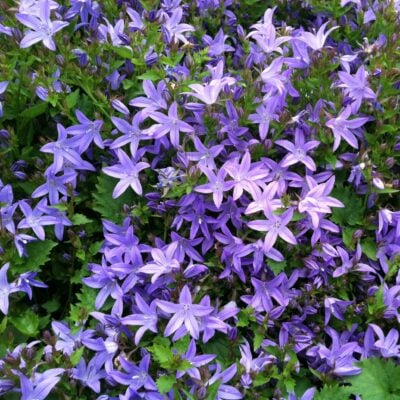 Campanula poscharskyana 'Blue Waterfall' - Serbian Bellflower, USPP #13,161, COPF (3.5" Pot)