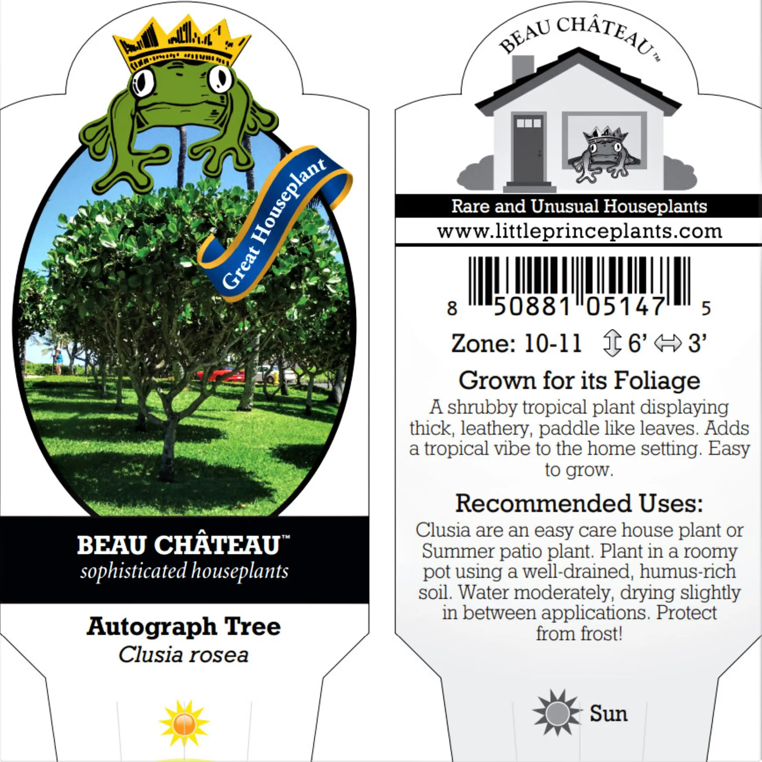Clusia rosea - Autograph Tree (4.5" Pot) | Little Prince of Oregon Nursery