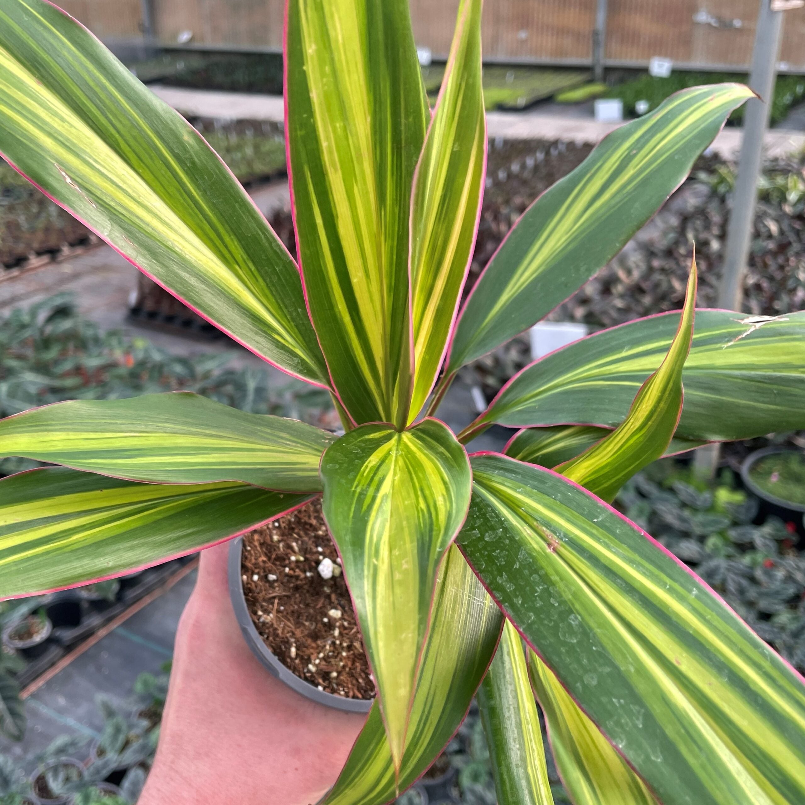 Cordyline 'Kiwi' - Hawaiian Ti Plant (4.5" Pot) | Little Prince of Oregon  Nursery