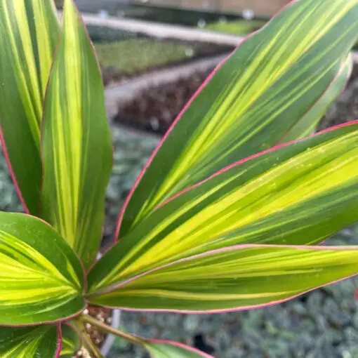 Cordyline 'Kiwi' - Hawaiian Ti Plant (4.5" Pot) | Little Prince of Oregon  Nursery