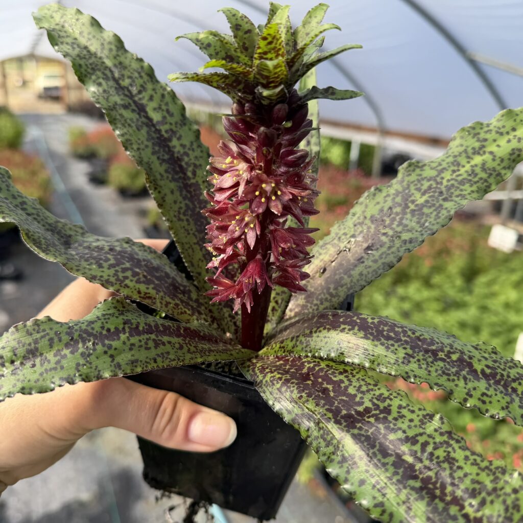 Eucomis 'Freckles' - Pineapple Lily (4.5