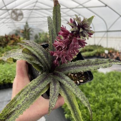 Eucomis 'Freckles' bloom