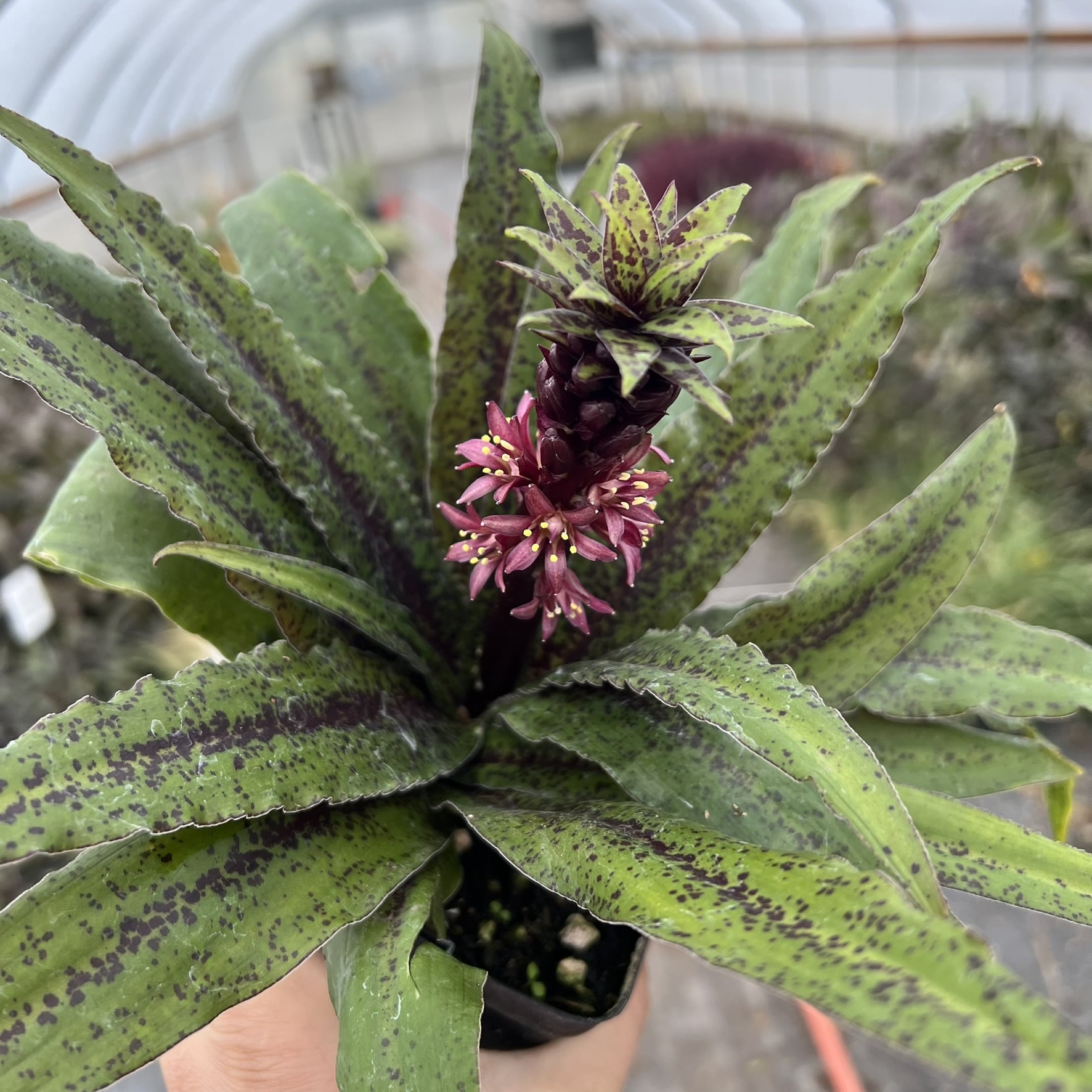 Eucomis 'Freckles' - Pineapple Lily (4.5