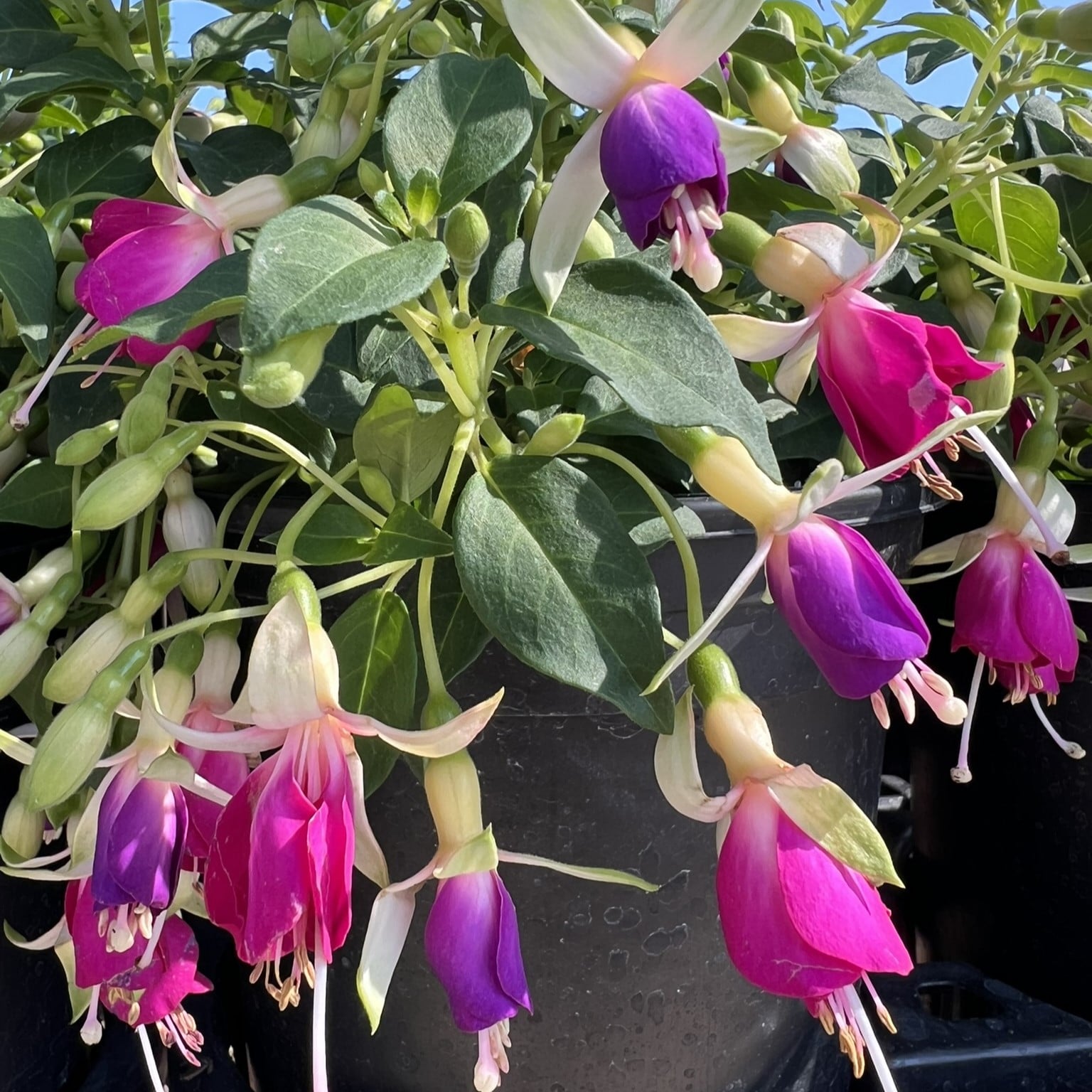 Fuchsia 'Queen Esther' - Hardy Fuchsia (#1 Round) - Image 2