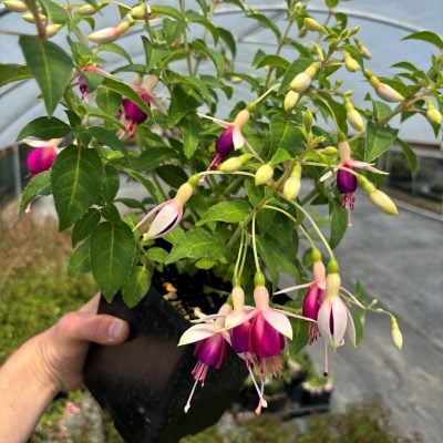 Fuchsia 'Queen Esther'