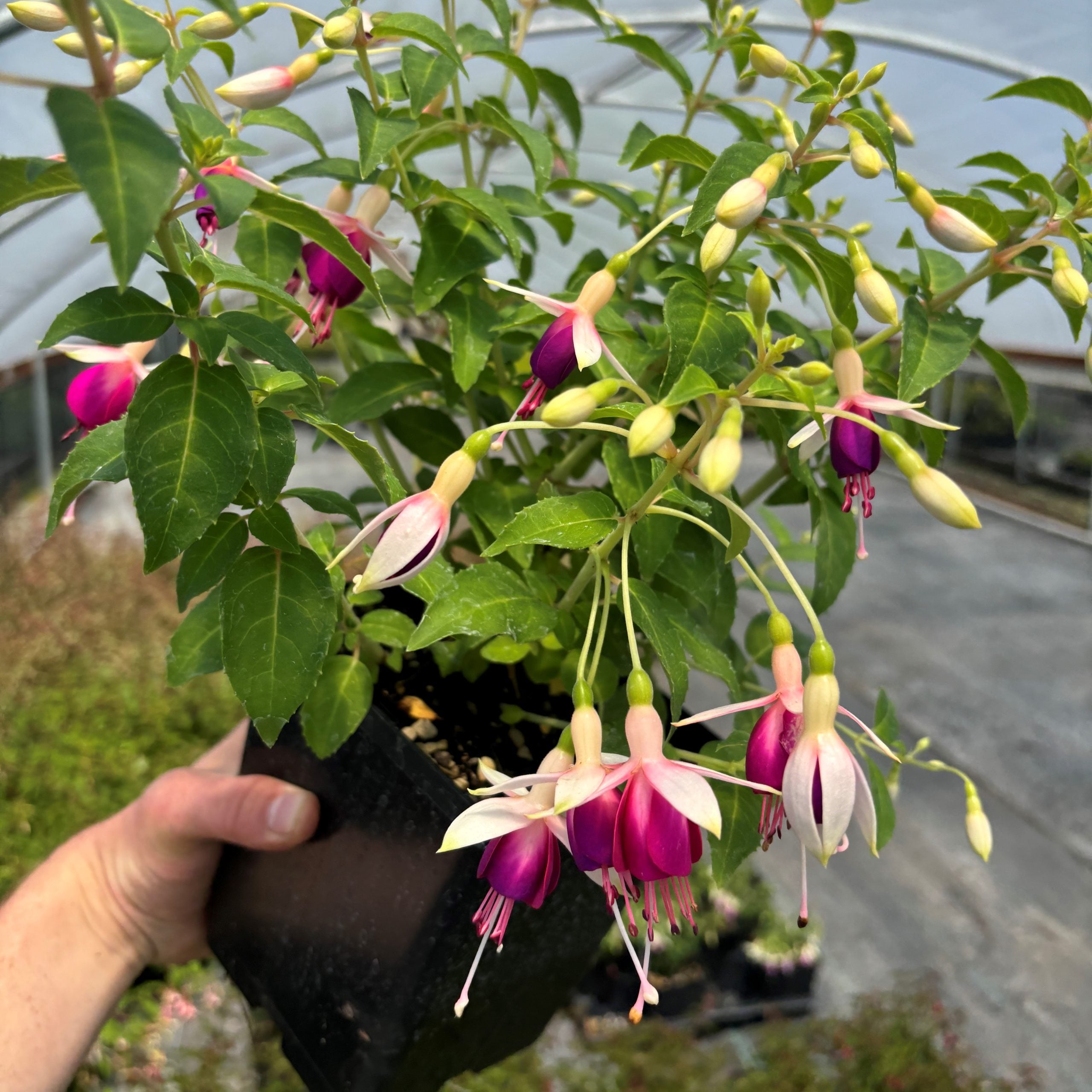 Fuchsia 'Queen Esther'