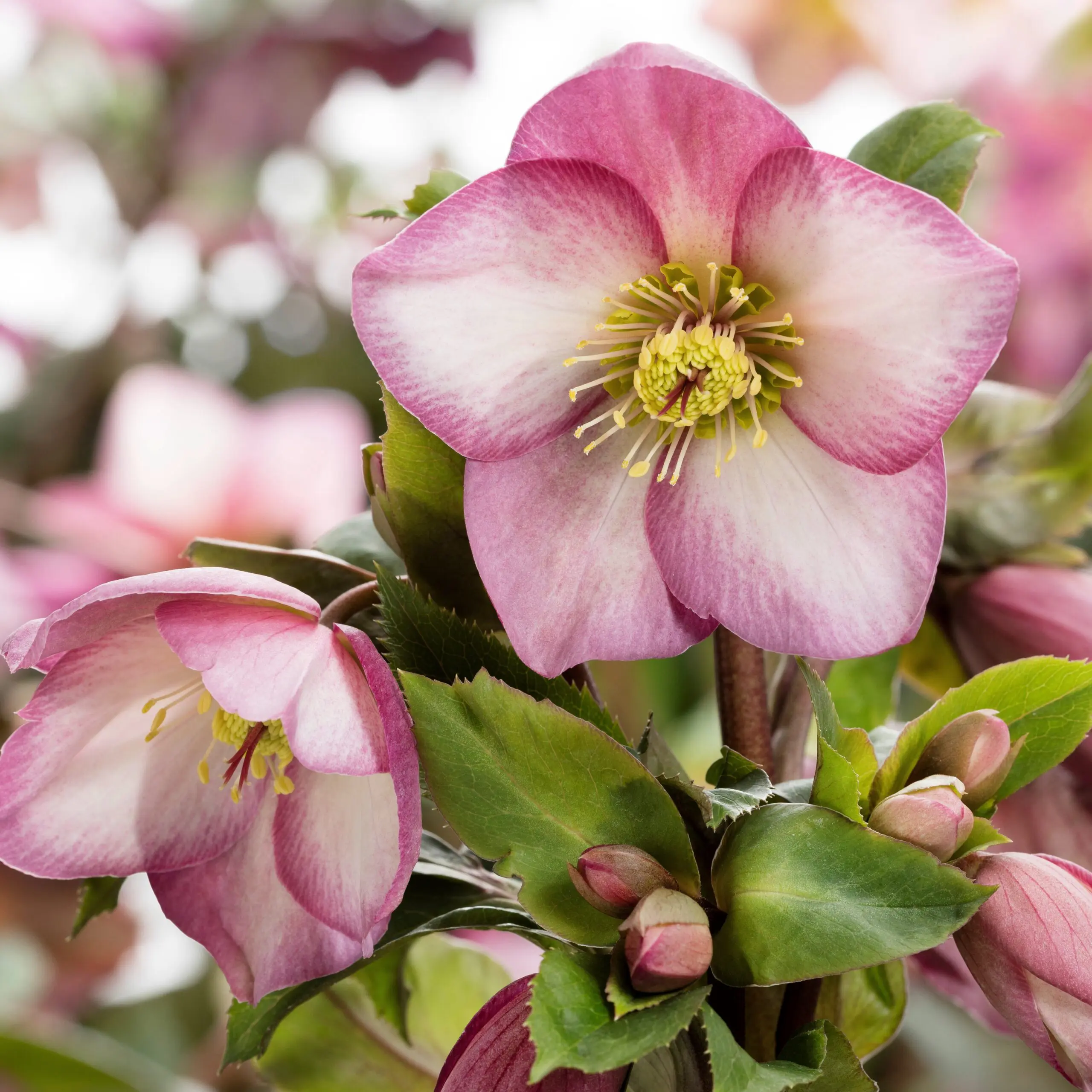 Helleborus x glandorfensis 'Ice N' Roses® Rose' - Hellebore (1