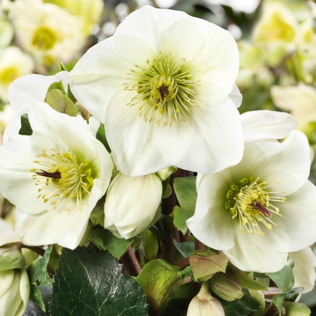 HGC-Ice-N-Roses-White-
