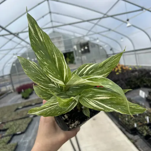 Hedychium 'Tahitian Flame' - Ginger Lily, USPP #19,921 (4.5