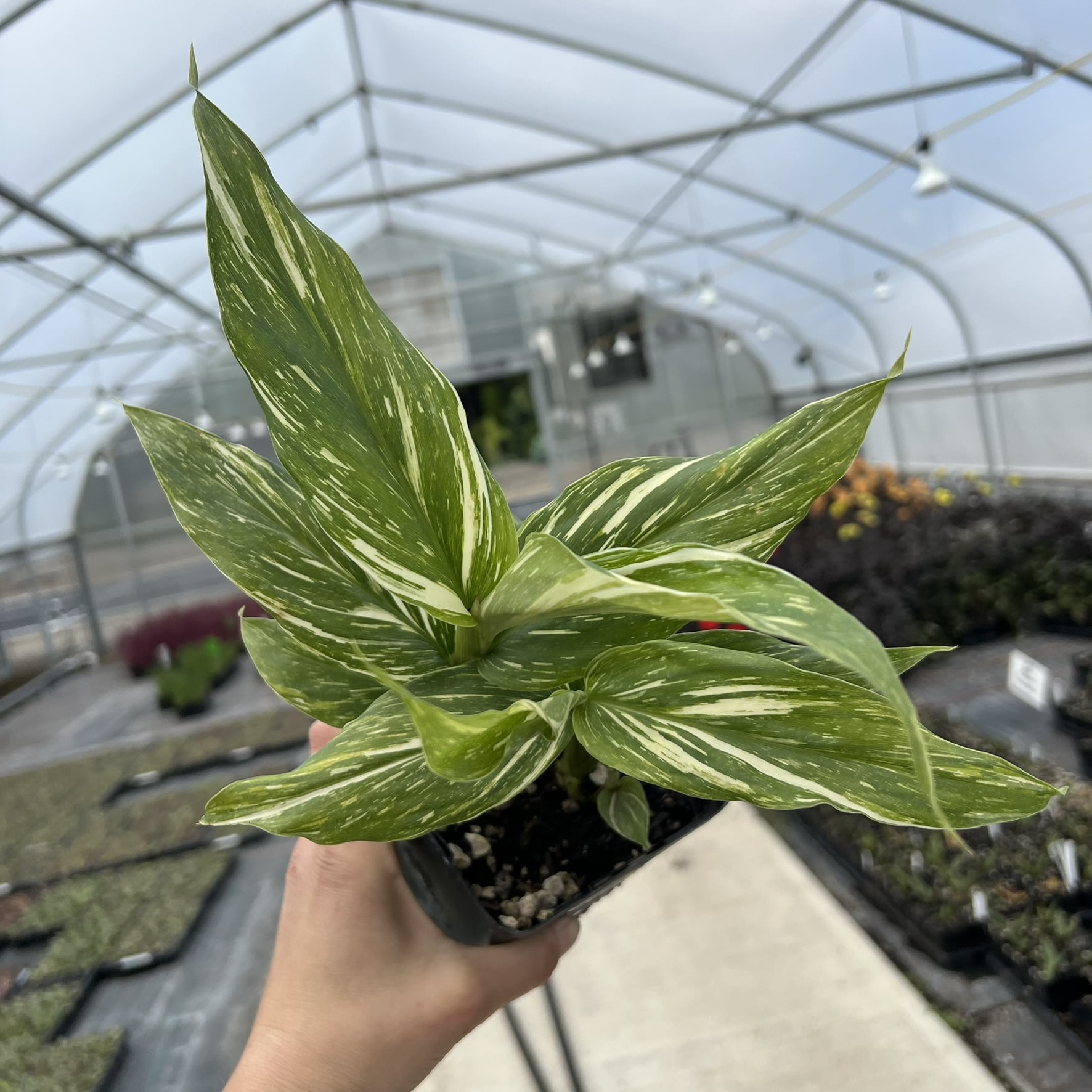 Hedychium 'Tahitian Flame' - Ginger Lily, USPP #19,921 (4.5