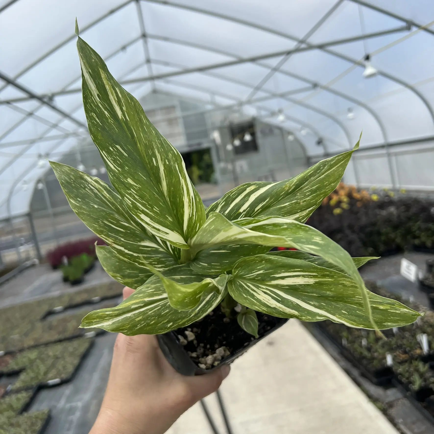 Hedychium 'Tahitian Flame' - Ginger Lily, USPP #19,921 (4.5