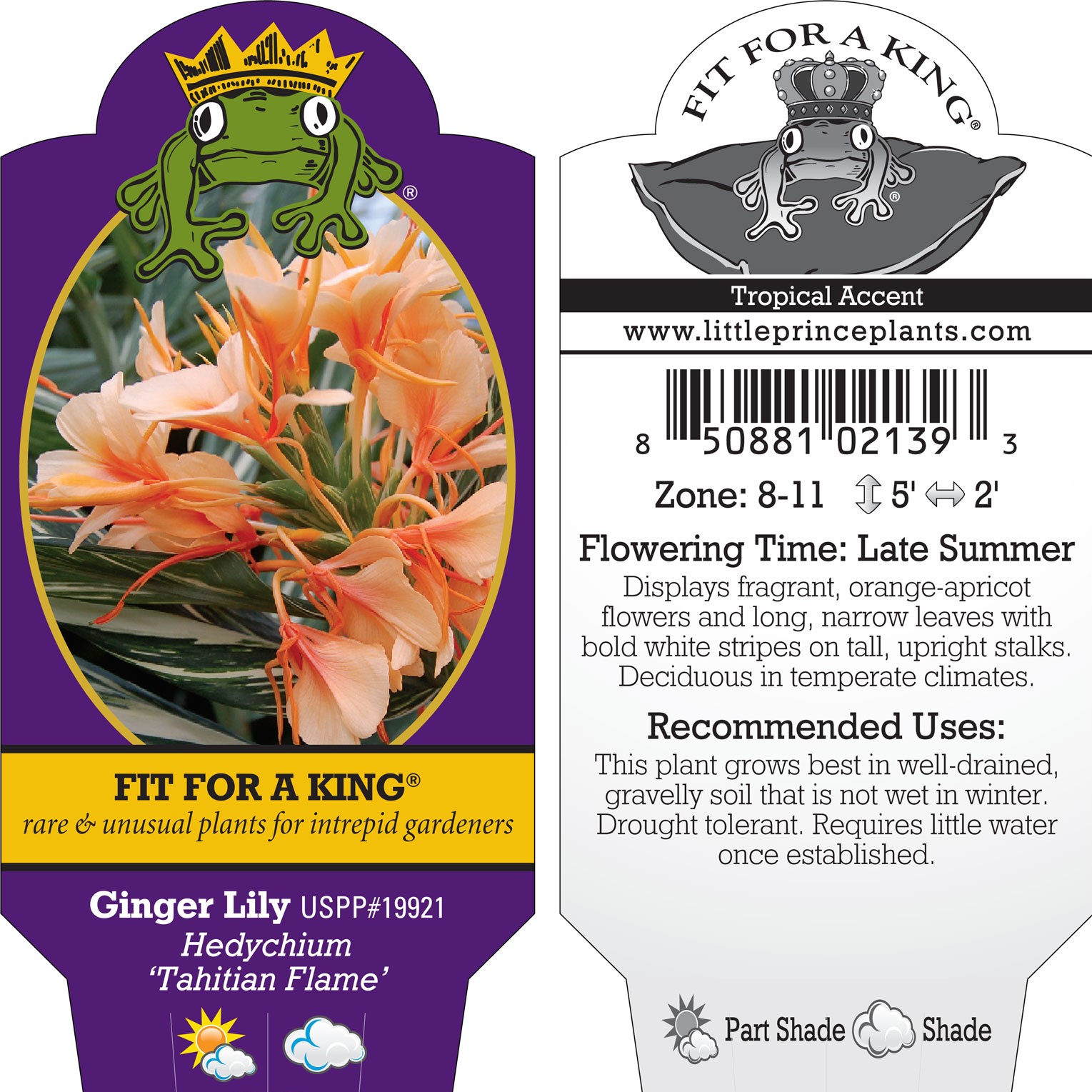 Hedychium 'Tahitian Flame' - Ginger Lily, USPP #19,921 (4.5