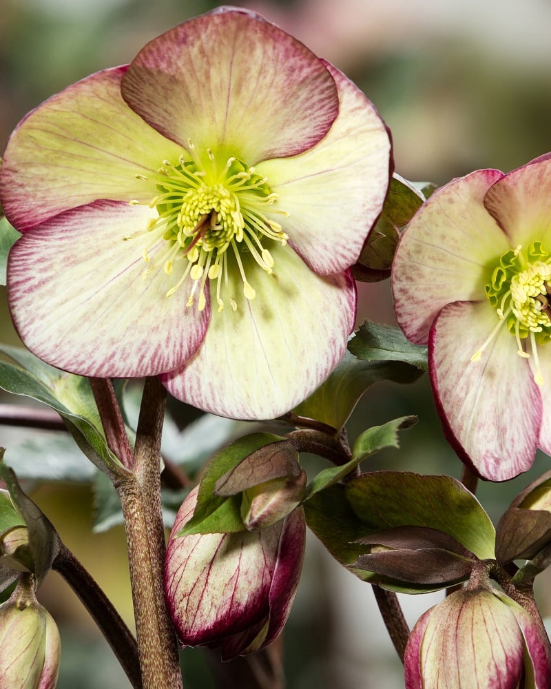 Helleborus glandorfensis 'Ice N' Roses® Dark Picotee'