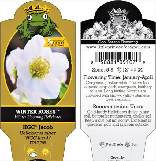 HGC® Jacob Hellebore – Helleborus niger 'HGC Jacob'