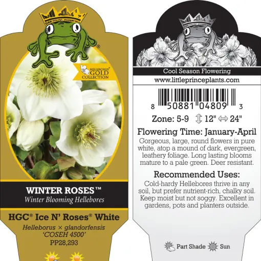 Helleborus glandorfensis 'Ice N' Roses® White' – Hellebore
