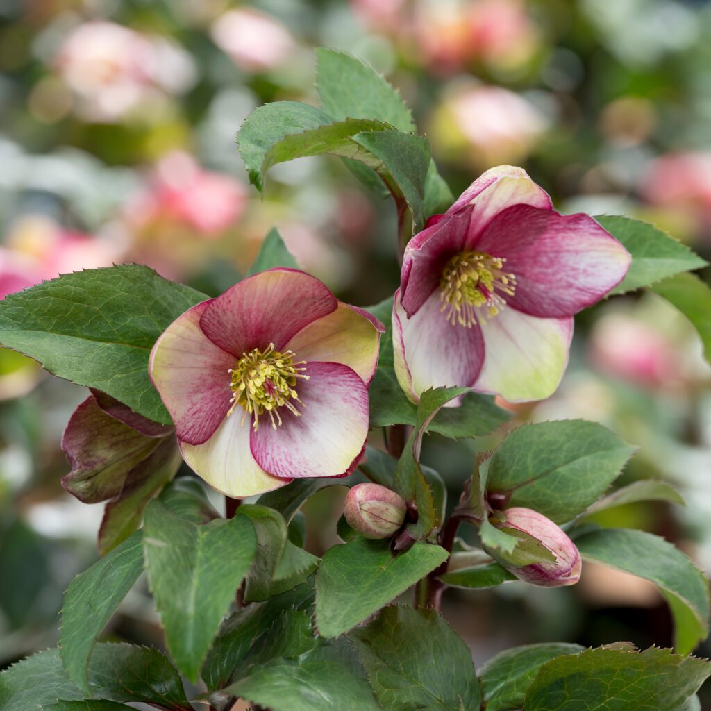 Helleborus-x-glandorfensis-Ice